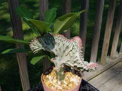 A tripe ten fertilizer contains ten. Coral Cactus