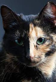10 Fascinating Facts About Tortoiseshell Cats Tortoiseshell Cat Information