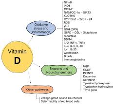 Vitamin D and Its Role on the Fatigue Mitigation: A Narrative Review