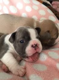 Bouledogue or bouledogue français) is a breed of domestic dog, bred to be companion dogs. French Bulldog Puppy For Sale In Janesville Wi Adn 35982 On Puppyfinder Com Gender Female Age 6 Weeks French Bulldog Puppies For Sale French Bulldog Puppy