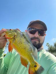 Where to catch Peacock Bass in Fort Myers or Miami?