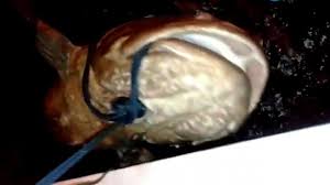 Check spelling or type a new query. Ikan Kerapu Raksasa Yang Ditangkap Nelayan Bontang Langsung Dijual Ke Pasar Harganya Bikin Senang Tribun Kaltim