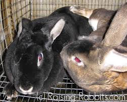 Rabbits should not be bred until they are at least 6 months of age due to complications that may arise. Rabbit Mating And Tips For Successfully Breeding Rabbits