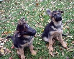 German shepherd puppies make great pets. Ny Dog Breeder Must Pay Sales Tax On Dog Food Avalara
