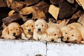 At golden retriever puppies, we strive to be your one stop shop for quality pet supplies online. Meadow Grace Goldens Registered Golden Retrievers Home Facebook