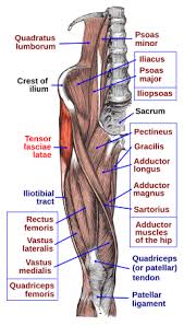 The forces applied to a tendon may be more than 5 times your body weight. Tensor Fasciae Latae Muscle Wikipedia