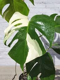 Maybe you would like to learn more about one of these? Pin On Indoor Plants