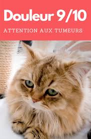 Symptôme cancer du sein petites informations en lien avec le cancer du sein par deux portails spécialisés sur ce cancer : Cancer Chez Le Chat Types Symptomes Traitement Comment Agir