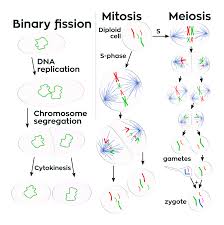 Watch mitosis in cancer to see what happens when cells to not respond to contact this process is called metastasis. Cell Division Wikipedia