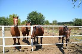 Moroșanu este cel care este atrenorul lui silviu iar vali este antrenat de vezi mai jos aici pe site emisiunea ferma sezonul 4 episodul 21 din 14 martie 2019. Muncitori NecalificaÈ›i Pentru O FermÄƒ De Cai Germania Germania Info