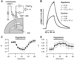 We can also make use of this tool to make a tester to check discontinuity of wires. Frontiers Current Techniques For Investigating The Brain Extracellular Space Neuroscience
