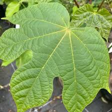 Image result for Firmiana