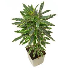 Image result for Plerandra