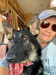 Please share this post. Delilah is still missing. I would appreciate it so  much. // I need help to find our dog, she is a purebred Siberian husky  spayed female, she has