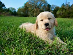 Expatica is the international community's online home away from home. 10 Cute Pictures Of Golden Retrievers