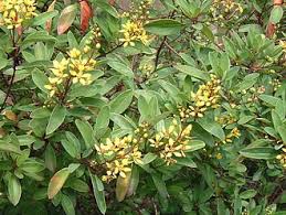 Image result for Flabellaria paniculata