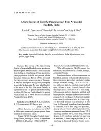 Image result for Embelia xylocarpa