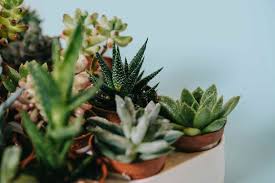 Cara Merawat Sukulen Dan Kaktus Untuk Pemula Kaktus Sukulen Dan Merawat Cara Merangkum Pemula Untuk Harpersbazaar Faktor Bazaar Harus Pentin In 2020 Succulents Plants