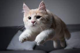 Find out what causes the zoomies, and how to stop them. Cat Zoomies What You Need To Know All About Cats