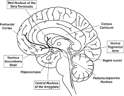 Schematic Drawing Of A Midsagittal View Of The Human Brain Boxed Terms Download Scientific Diagram Large collections of hd transparent nucleus png images for free download. schematic drawing of a midsagittal view