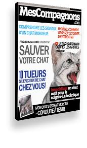 Sante Du Chat Bien Le Manipuler Pour Lui Faire Ses Soins Mes Compagnons