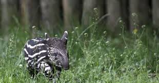 Tapirs inhabit jungle and forest regions of south and central america, with one species inhabiting southeast asia. Meet The First Tapir Calf Born In The Wild In Rio De Janeiro State In A Century Living