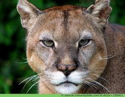 Hunting in early mornings and evenings, the puma's main prey is deer, though it also hunts rodents, hares and sometimes domestic livestock as well. Bebe Puma Animal Cheap Online