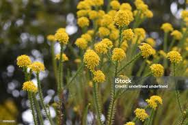 Image result for Euryops virgineus