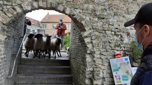 L'animal est grégaire, dans grégaire y'a guéguerre. Bergues Les Moutons Sont Arrives Au Pied Des Remparts