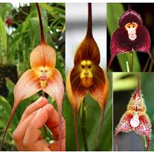 US- Very Rare Dracula Simia Monkey Face ...