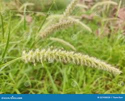 Image result for Cenchrus ciliaris