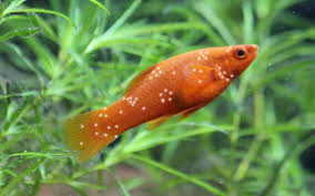 White Spots On Swordtail Fish How To Treat Ich Aquariumnexus