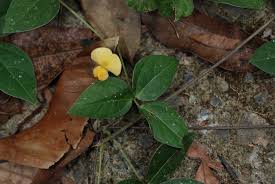 Image result for Vigna hosei