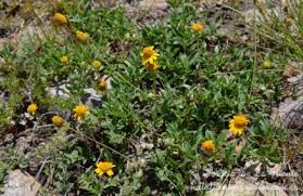 Image result for Pascalia glauca