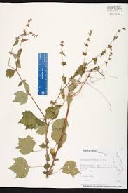 Image result for Triumfetta pentandra