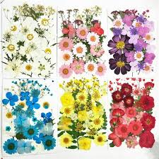 The philippines is an island country of southeast asia in the western pacific ocean. Small Dried Flowers Pressed Flower Diy Preserved Decoration Home Mini Accessory Ebay