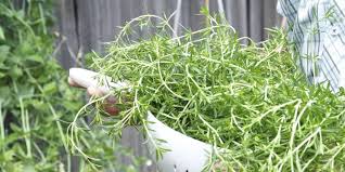 We did not find results for: How To Grow Thyme Kitchn