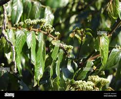 Image result for Keetia gueinzii