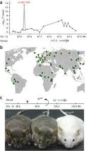 Besides good quality brands, you'll also find plenty of discounts when you shop for picture of hamster during big sales. A Molecular Basis For Classic Blond Hair Color In Europeans Nature Genetics