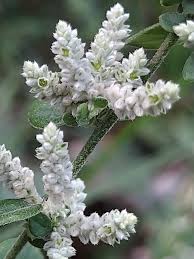 Image result for Fimbristylis quinquangularis