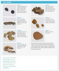 Pin On Feline Health Nutrition