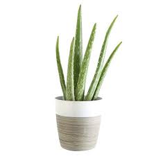 A plant that is grown in a floriculture crops include bedding plants, houseplants, flowering garden and pot plants, cut. 11 Best Indoor Plants For Your Home In 2021 Air Purifying Plants