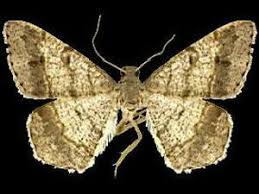 Image result for Stipularia