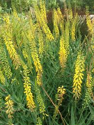 Image result for Aloiampelos tenuior