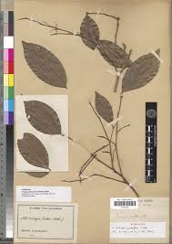 Image result for Irvingiaceae