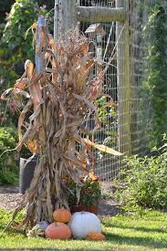 A porch dressed for fall with an old milk can, corn stalks and a crate framing a door with corn stalks, a bold leaf wreath and nautral pumpkins Beautiful Fall Decorations Made With Dried Corn And Corn Stalks