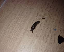 The Emotional Stages You Go Through Having Slugs In Your Student House