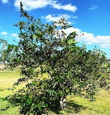 Image result for Pachira glabra