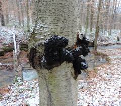 Mild like a black tea with a hit of maple sweetness. Is This Chaga A Key For Identifying This Remarkable Fungus Wild Foodism