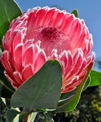 Image result for Protea gaguedi